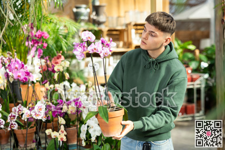 Guy customer-onlooker curiously examines showcase exhibition with indoor plant orchid