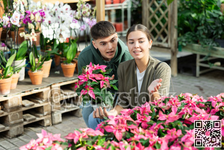 Couple man and woman choosing poinsettia in flower shop