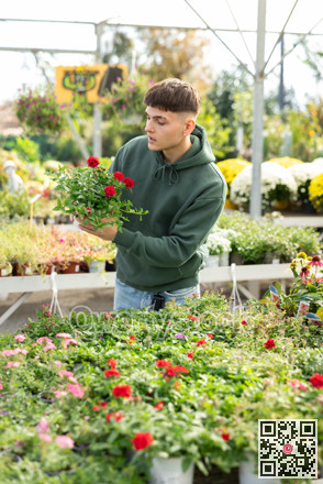 Flower market - guy chooses and buys flowers red verbena