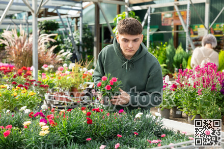 Young guy landscape designer view contemplate and examines dianthus plants
