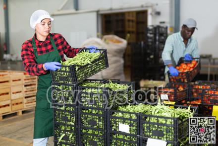 Portrait of woman working on sorting line at vegetable warehouse, stacking boxes with selected beans closeup