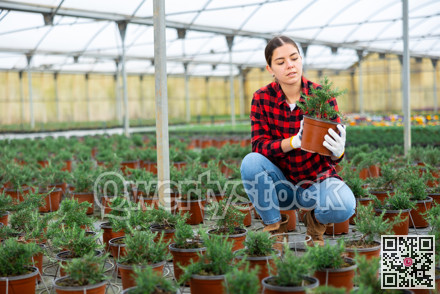 Woman florist holding pot with rosemary