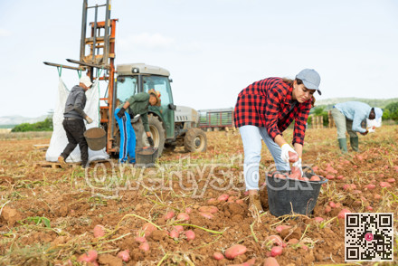 Woman agriculturist gathering potatoes from ground