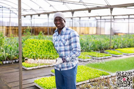 African american man holding boxes of lettuce seedlings