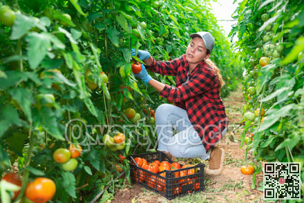 Young female farm worker harvesting tomatoes on vegetable plantation