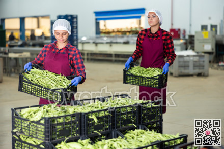 Women working in vegetable warehouse