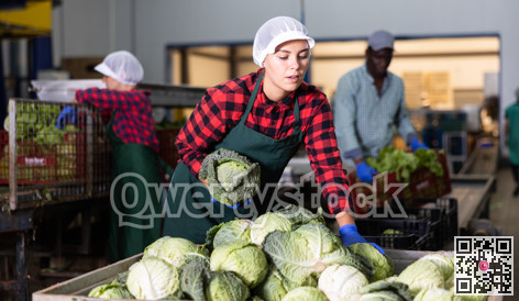 Young woman farmer inspects cabbage from crates