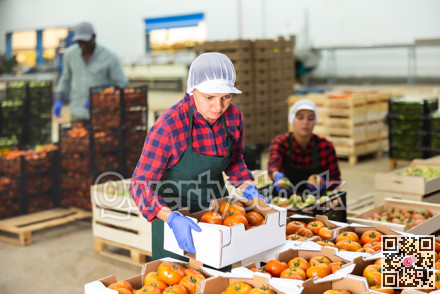 Women stack crates of tomatoes in vegetable factory warehouse