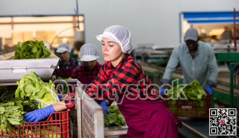 Young woman sorts Peking cabbage from crates