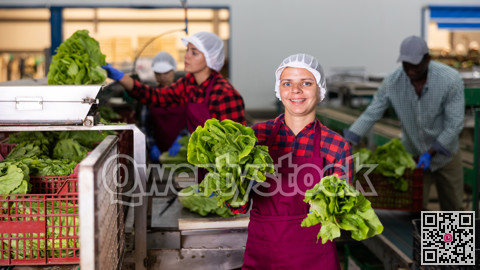 Portrait of positive woman vegetable factory worker with lettuce