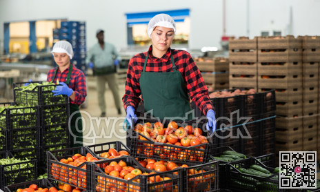 Young woman farmer puts crates of tomatoes on top of each other