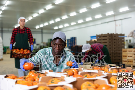 Hardworking african american farmer inspects tomatoes