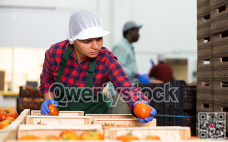 Woman in apron evaluating quality of vegetables in storage