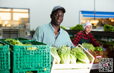 Portrait of an african american farmer with a crate of Peking cabbage