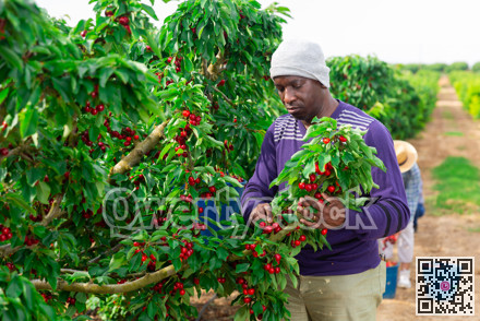 People picking cherry