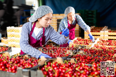 Women in cherry warehouse