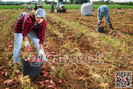 Positive woman farmer harvesting potatoes on field