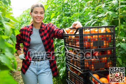 Smiling young female farm worker standing near boxes with harvested tomatoes