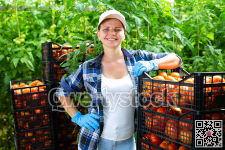 Successful female horticulturist standing in greenhouse near boxes of red tomatoes