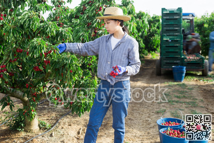 Woman gardener picking sweet cherry at orchard