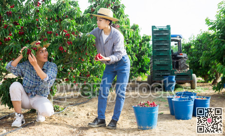 Farmers team harvest ripe cherries in garden