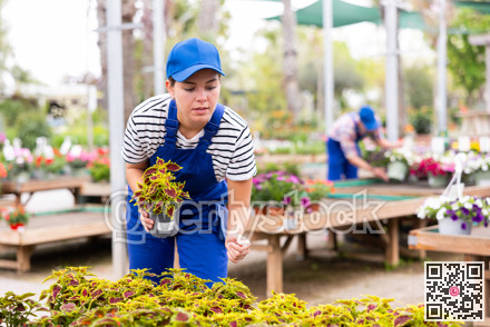 Female garden store employee puts in order showcase with outdoor plants solenostemon