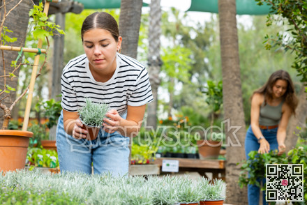 Female customer picking potted Helichrysum tianschanicum plant at garden shop