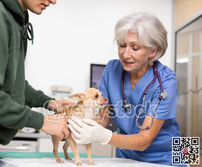 Positive female veterinarian conducting examination of Chihuahua at veterinary clinic