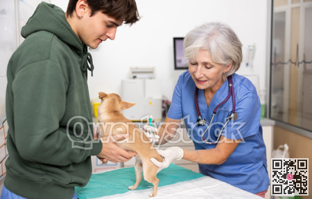 Guy owner chihuahua dog holds pet and helps veterinarian of clinic to carry out routine vaccination