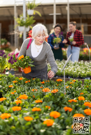 Elderly woman choosing calendula in flower shop