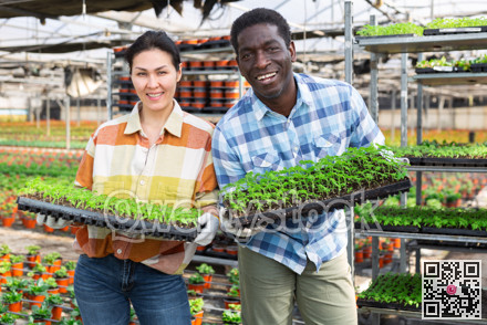 Two farm workers holding box with seedling seedlings