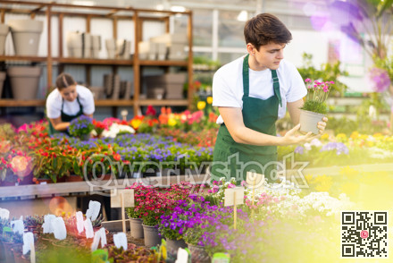 Young garden market salesman checking blooming Armeria maritima