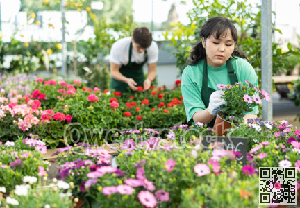 Female vendor in flower shop inspects price tags on pots with Cape daisy and re-evaluates goods