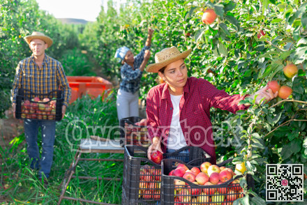Hired worker harvesting red apples in orchard