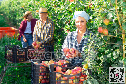 Woman holding bunch of apples in hands