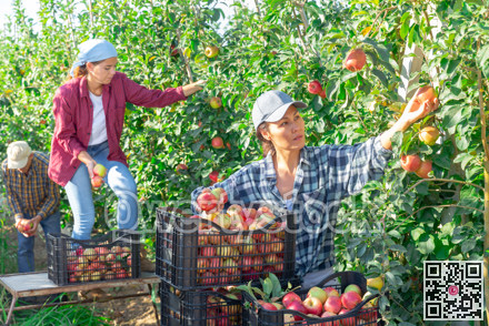 Woman farmer picks ripe apples in the garden. Harvesting apples in orchard