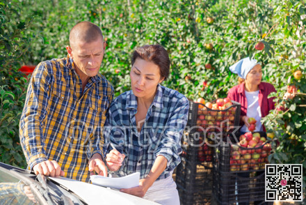 Female farmer and workman discussing papers in garden during apple harvest