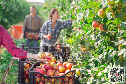 Close-up of apples lying in woman's hand in garden
