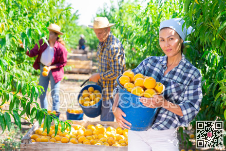 Positive woman with bucket of ripe peaches in orchard