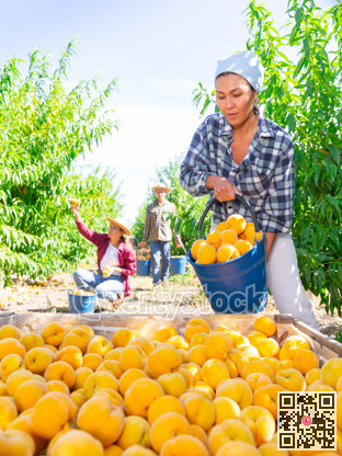 Woman puts harvested ripe peaches from bucket into shipping box