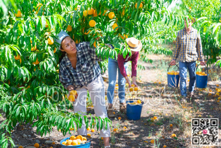 Woman engaged in gardening, picking fresh ripe peaches in orchard