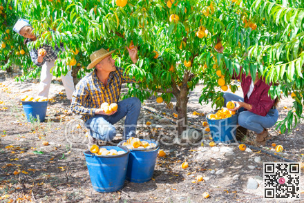 Plantation workers picking peaches