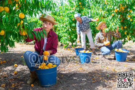 Young woman and her fellow workers picking peaches