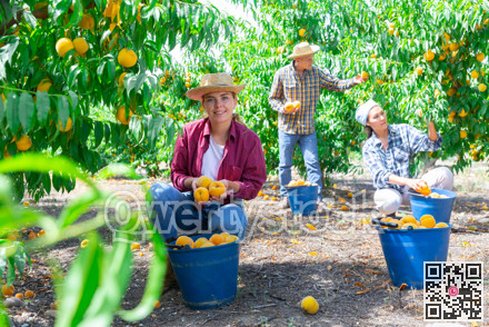 Female farmer harvesting ripe pears and laying in bucket in garden