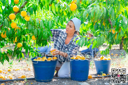Asian woman farm worker harvesting peaches in fruit garden