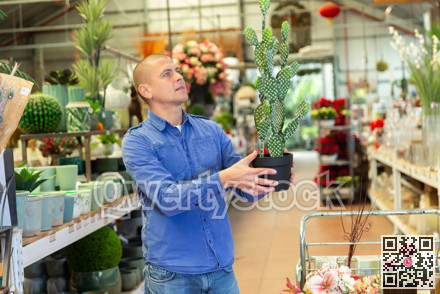 Male customer chooses plastic artificial cactus in flower shop