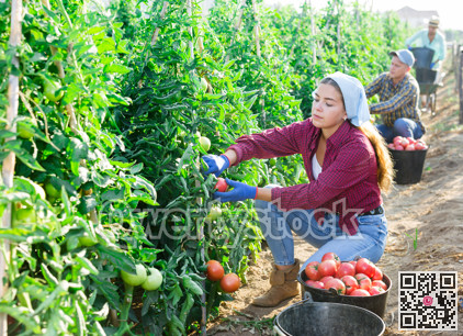 Two women and one man picking red tomatoes