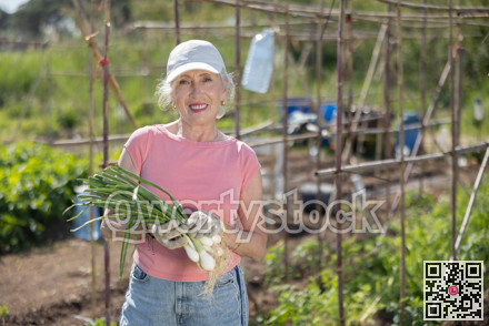 Male farmer harvesting green onion at plantation on sunny day