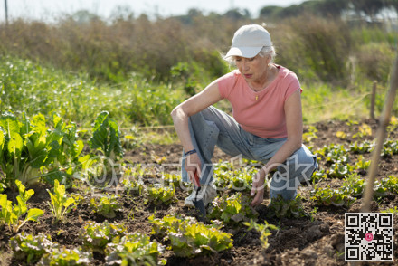 Elderly woman weeding greens crop on farm field