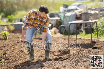 Male farmer digs soil in the garden beds with shovel